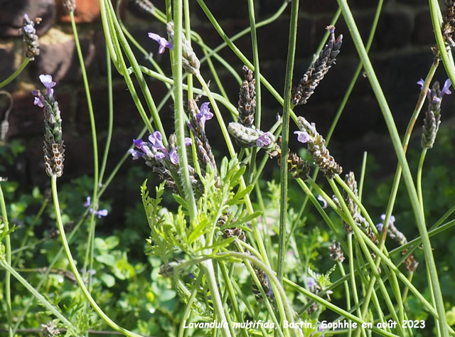 Lavandula multifida