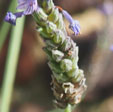 Lavandula multifida'
