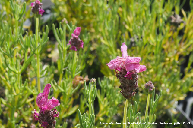 Lavandula stoechas 'Madrid Rose'