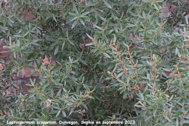 Leptospermum scoparium