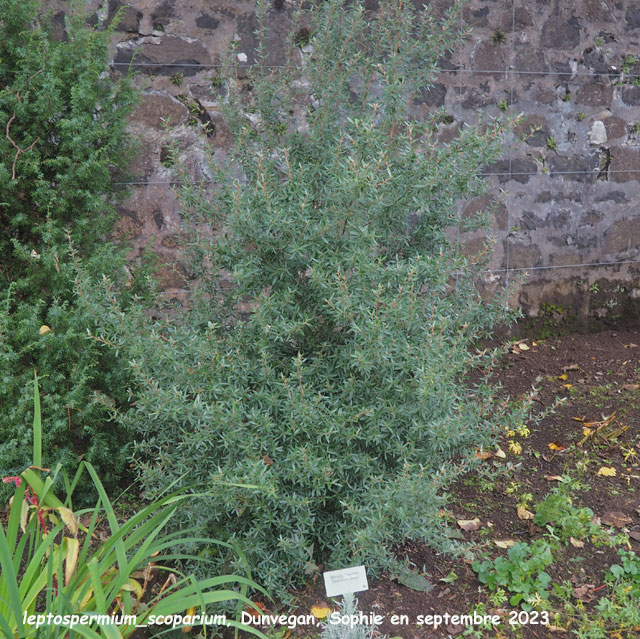 Leptospermum scoparium