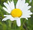 Leucanthemum vulgare