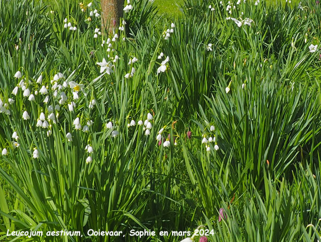 Leucojum aestivum