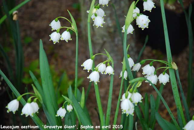 Leucojum aestivum 'Gravetye Giant'