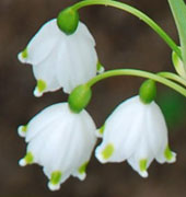 Leucojum aestivum 'Gravetye Giant'