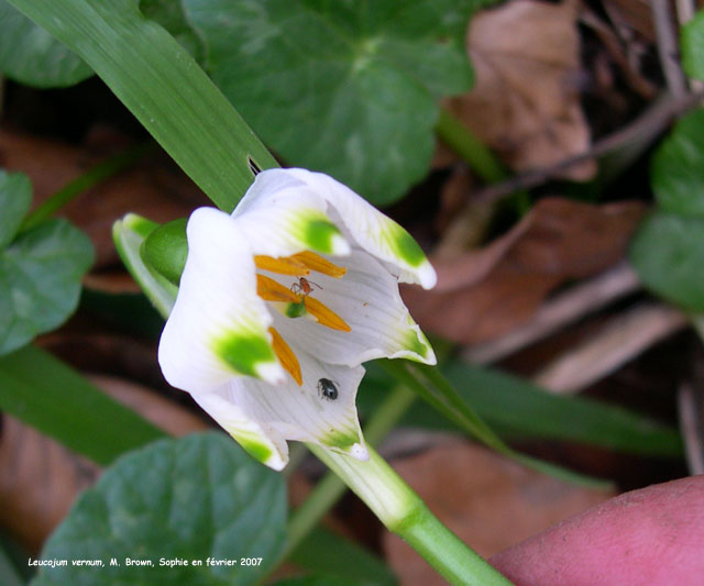 Leucojum vernum