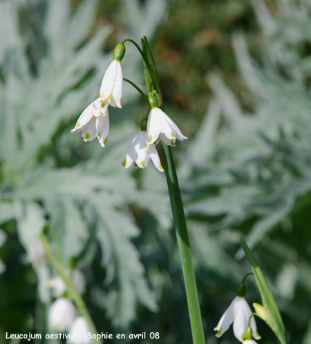 Leucojum aestivum