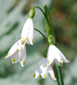 Leucojum aestivum  