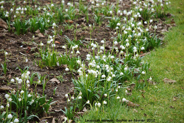 Leucojum vernum