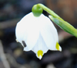 Leucojum vernum