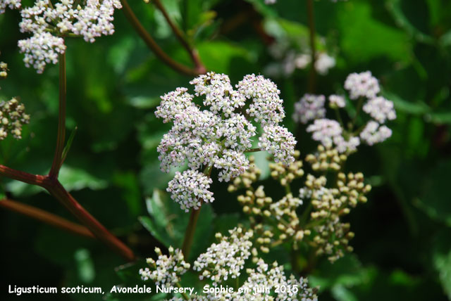 Ligusticum scoticum