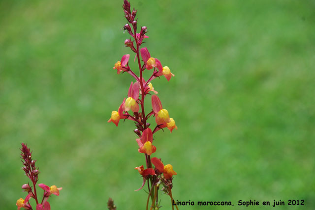 Linaria maroccana