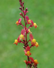 Linaria maroccana