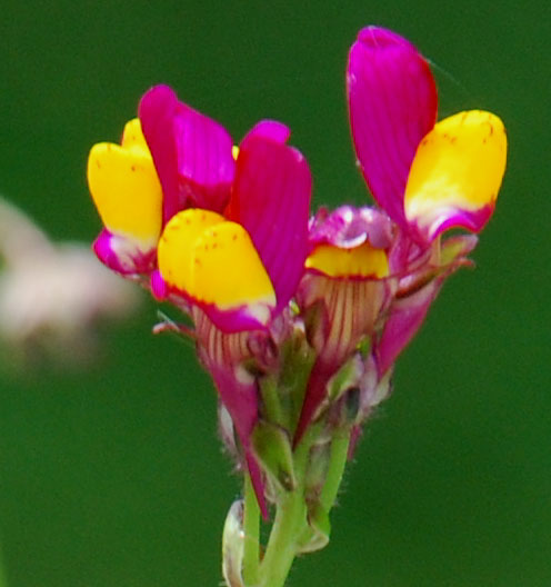 Linaria reticulata 'Flamenco'