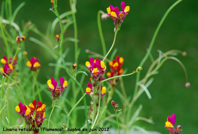 Linaria reticulata 'Flamenco'