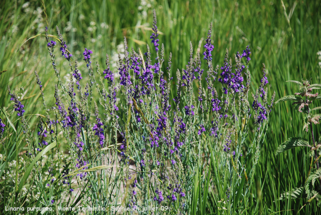 Linaria purpurea