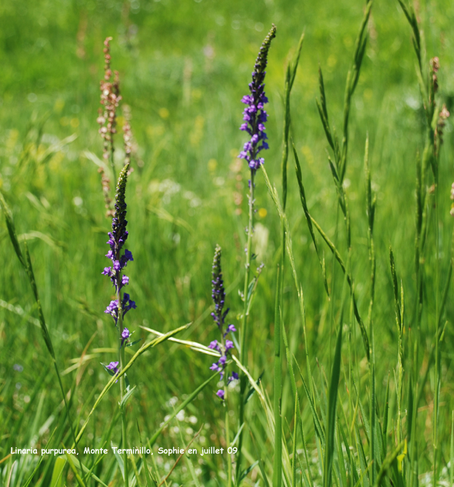 Linaria purpurea