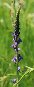 Linaria purpurea