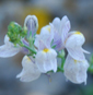 Linaria repens