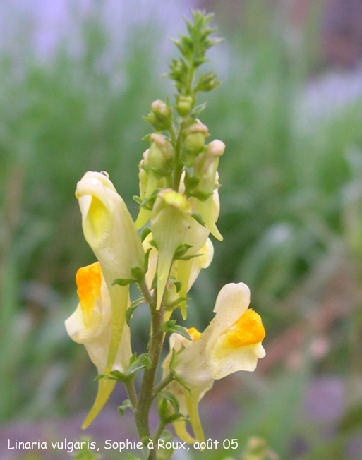 Linaria vulgaris