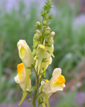 Linaria vulgaris