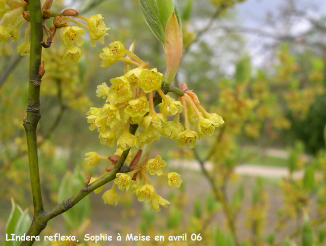 Lindera reflexa