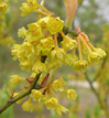 Lindera reflexa