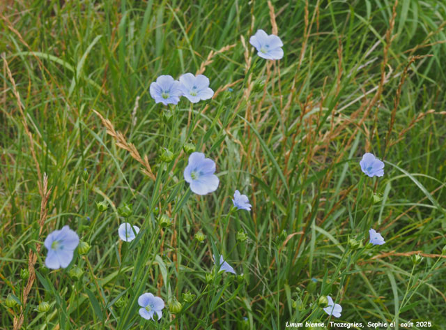 Linum bienne