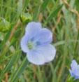 Linum bienne
