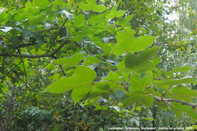 Liquidambar formosana