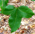 Liquidambar formosana
