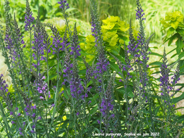 Linaria purpurea