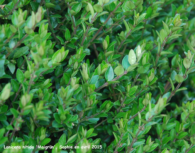 Lonicera nitida 'Maigrün'