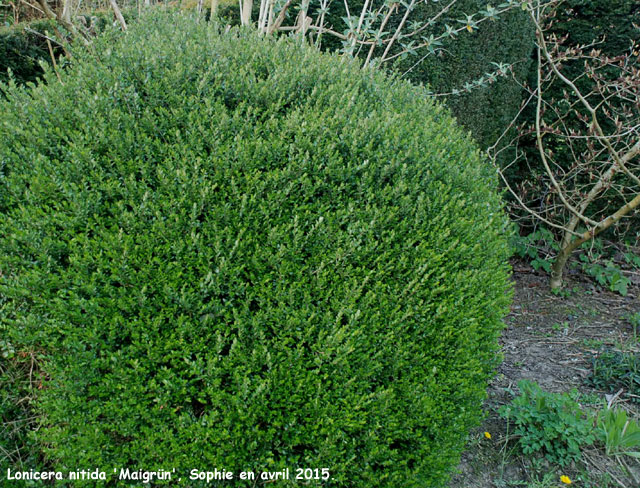 Lonicera nitida 'Maigrün'