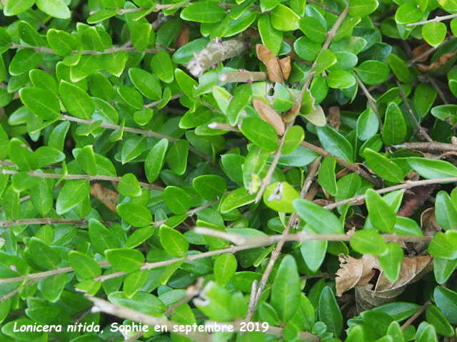 Lonicera nitida