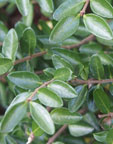 Lonicera nitida 'Maigrün'