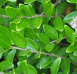 Lonicera nitida