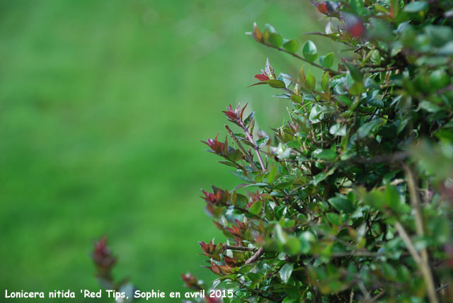 Lonicera nitida 'Red Tips'