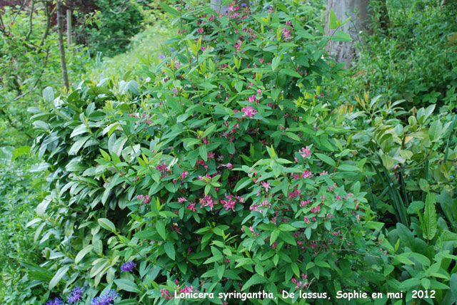 Lonicera syringantha