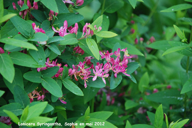 Lonicera syringantha