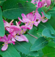 Lonicera syringantha