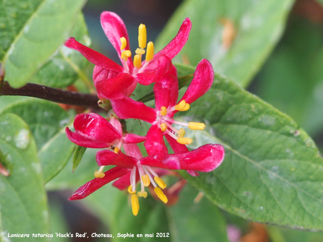 Lonicera tatarica 'Hacq's Red'