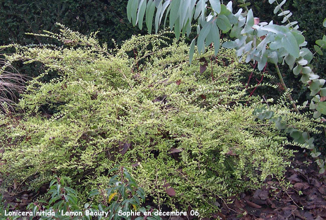 Lonicera nitida 'lemon Beauty'