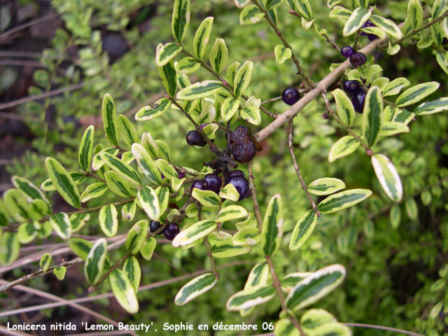 Lonicera nitida 'lemon Beauty'