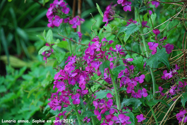 Lunaria annua