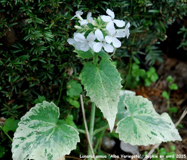 Lunaria annua 'Alba Variegata'