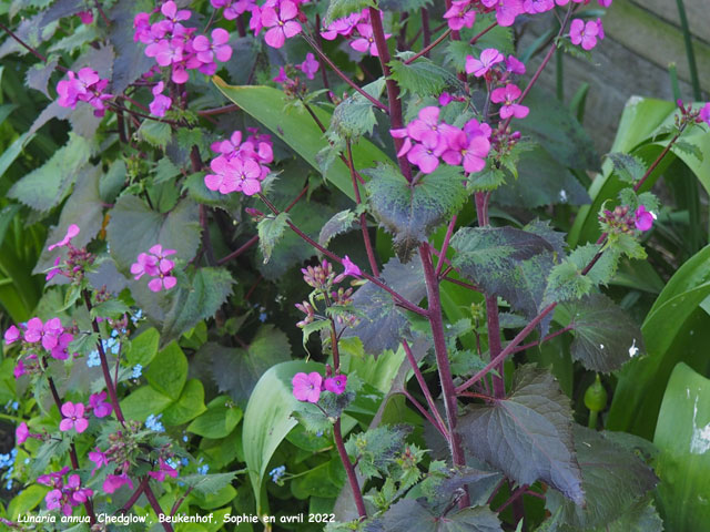 Lunaria annua 'Chedglow'