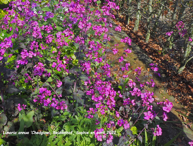 Lunaria annua 'Chedglow'