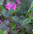 Lunaria annua 'Chedglow'