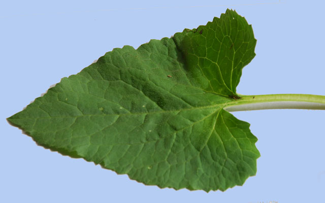 Lunaria annua